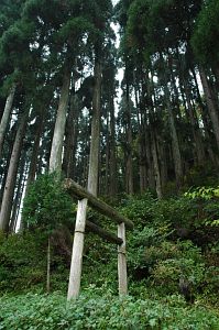 suzaka_yonagodaibakufu_sugi_torii001_n.jpg