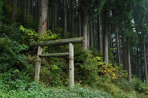 suzaka_yonagodaibakufu_sugi_torii003_n.jpg