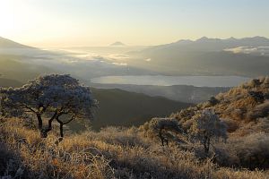 高ボッチ高原より　早朝の諏訪湖と富士山、右手が南アルプス、手前は霧氷に包まれた草木12/11-3