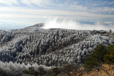 高ボッチ高原より　霧氷に包まれた高ボッチ高原、右手後方は中央アルプス12/11