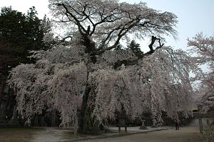 サクラ　高森町　瑠璃寺4/17-1