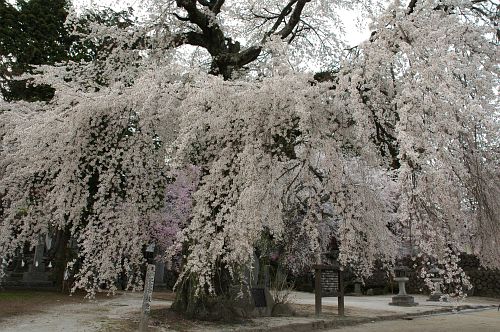 サクラ　高森町　瑠璃寺4/17-2