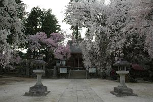 サクラ　高森町　瑠璃寺4/17-3