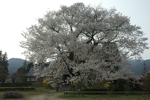 エドヒガンザクラ　高森町　松源寺4/17-2