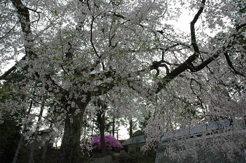 シダレザクラ　高森町　牛牧神社