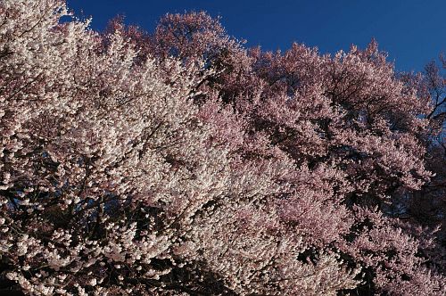 コヒガンザクラ　高遠城址公園4/17-1