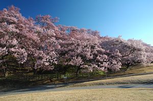 コヒガンザクラ　高遠城址公園4/17-2