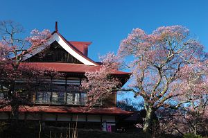 コヒガンザクラ　高遠城址公園4/17-4