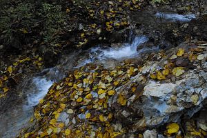 高山村　七味温泉の上流　落葉の溪10/22