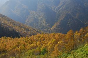 高山村　山田牧場の上　カラマツの黄葉10/22