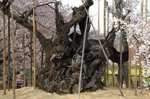 山高の神代桜　実相寺4/6-1