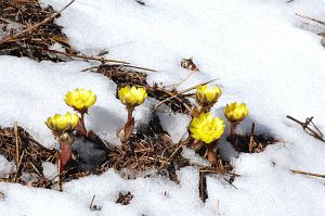 武石　唐沢福寿草群生地　フクジュソウ3/15-6