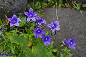 高山市　畳平　イワギキョウ9/2