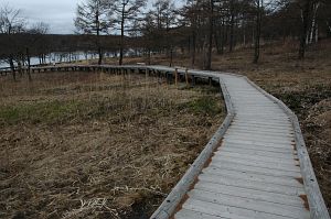 立科町　女神湖の湿原4/23-1