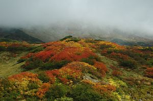 tateyama_koyo002_n.jpg