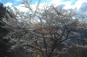 信州一番咲きのサクラ満開