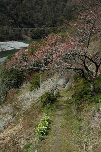 カンザクラ・白梅・スイセン　　天龍村　　伊那小沢駅