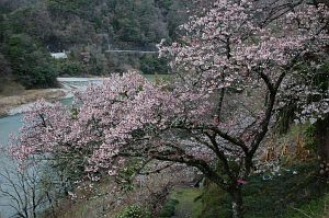 カンザクラ満開　JR伊那小沢駅