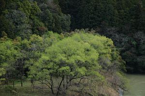 柳新緑　小沢の天竜川畔