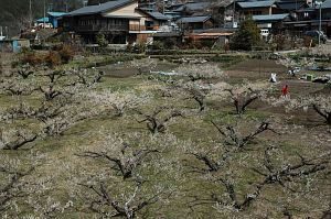 竜峡小梅と鶯巣集落　　天龍村