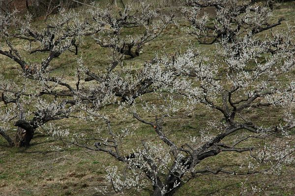 竜峡小梅　天龍村　天竜川橋上より　