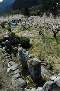 梅園内の墓　　天龍村　梅園内より