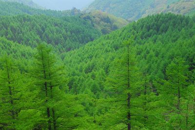 扉峠　カラマツ新緑