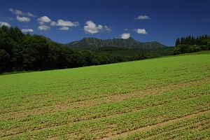 長野市戸隠　そばの花団地　そば畑と戸隠山8/15