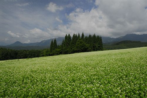 長野市戸隠　そばの花団地　ソバ8/31-1