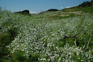 長野市豊野町　　リンゴの花5/9-1