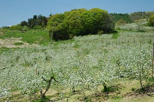 長野市豊野町　　リンゴの花5/9-2