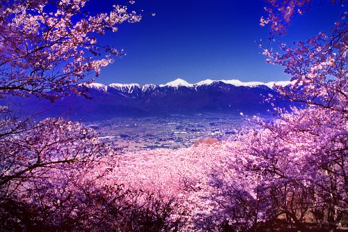 安曇野市豊科　光城山　桜越しの安曇野と北アルプス