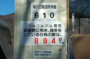 犀川白鳥湖と安曇野全体の白鳥数　3/20