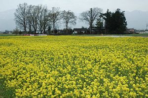 安曇野市豊科　スイス村　ナノハナ