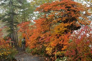 栂池自然園　紅葉-4