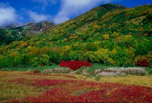 栂池自然園　紅葉-13