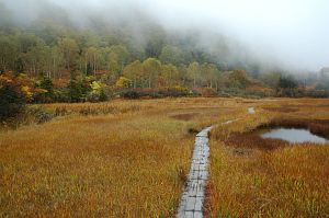 栂の森　紅葉-1