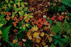 紅葉特集　栂の森森床