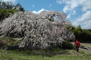 上田市　大円寺　シダレザクラ4/25-2