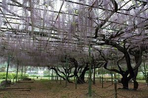 上田市　信濃国分寺史跡公園　カバンの藤5/15-1