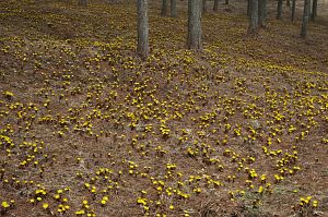 上田市武石　唐沢福寿草群生地　20050331-1