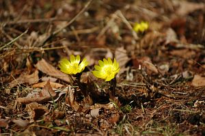 上田市武石　唐沢福寿草群生地　20060315-1