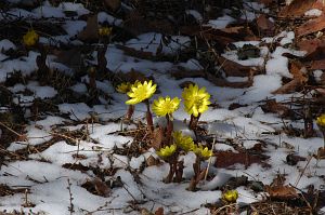 上田市武石　唐沢福寿草群生地　20060315-2