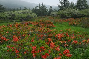 松本市　美ヶ原牧場　レンゲツツジとコナシ6/22-1