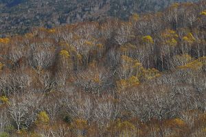 奥志賀　焼額山スキー場　ダケカンバ10/22