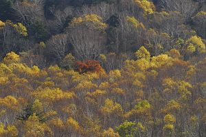 奥志賀　焼額山スキー場　シラカバ他10/22-1