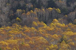 奥志賀　焼額山スキー場　シラカバ他10/22-2