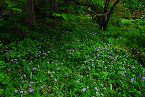 山形村　清水寺　ヒメシャガ６/15-5