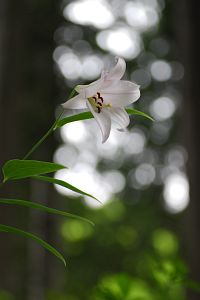 山形村　清水寺　ササユリ7/7-1