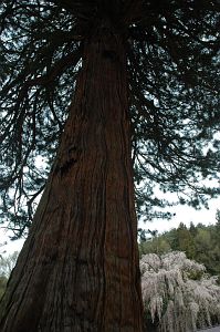 山形村上大池　宗福寺　巨木とサクラ4/26